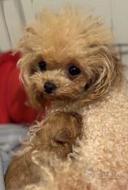 Barboncino da borsetta mini tea cup 3 mesi