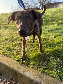 Cane con vaccino bravo al guinzaglio tigrato