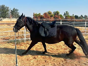 Cavalla Murgese