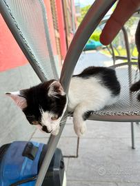 Luna gattina di 3 mesi