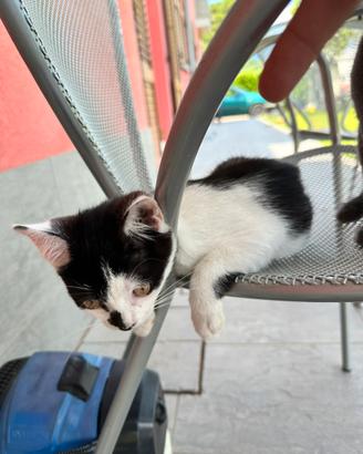 Luna gattina di 3 mesi