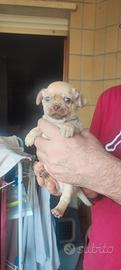 Maschietto Chihuahua