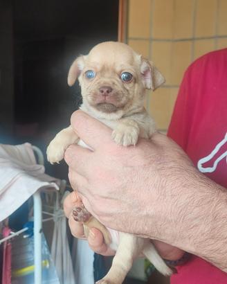 Maschietto Chihuahua