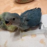 Inseparabili allevati a mano