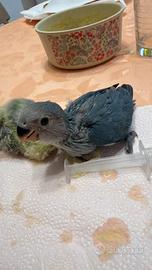 Inseparabili allevati a mano