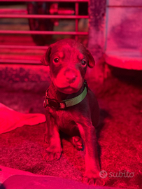 Cuccioli di Dobermann con Pedigree