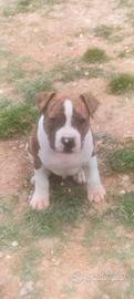 Cuccioli Amstaff