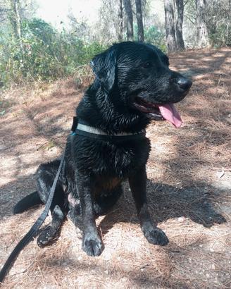 Labrador per monta