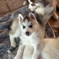 Cucciola di Siberian Husky con pedigree ENCI