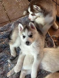 Cucciola di Siberian Husky con pedigree ENCI