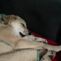 Cucciola incrocio di Labrador (taglia media)