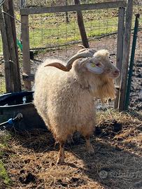 Coppia maschio e femmina capre d' angora