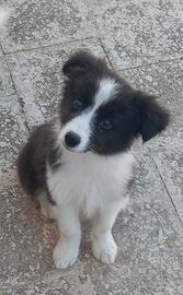 border collie