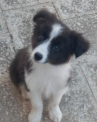 border collie