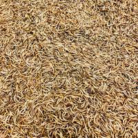 Camole tarme della farina