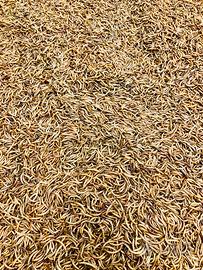 Camole tarme della farina