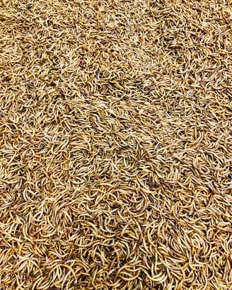 Camole tarme della farina