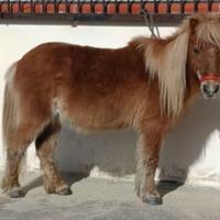 Pony femmina