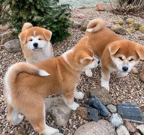 Cuccioli di Akita inu