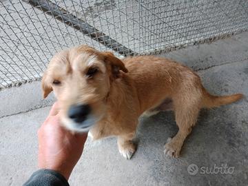 Cane da caccia al coniglio