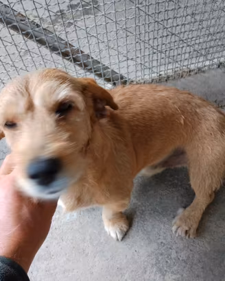 Cane da caccia al coniglio