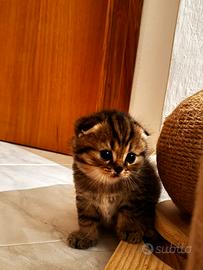 Cucciola Scottish Fold