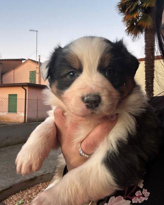 Cuccioli di pastore australiano