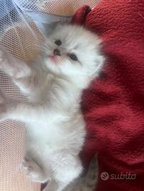 Gattini siberiano anallergico con pedigree 01/05