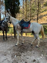 Castrone 14 anni