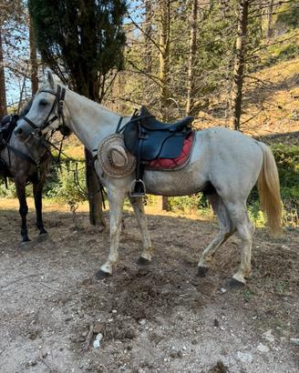 Castrone 14 anni