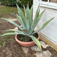 Agave americana verde