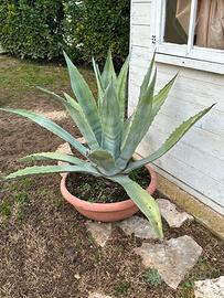 Agave americana verde