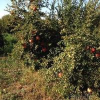 Piante di Melograno S I F R I - SENZA SEME -