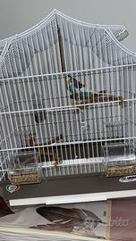 Coppia cocorite più gabbia