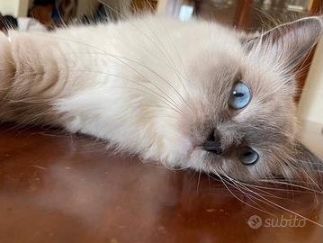 Dolcissima Ragdoll Blue mitted