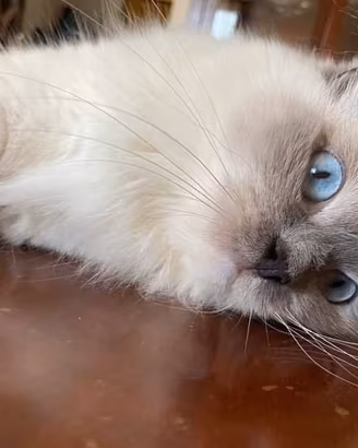 Dolcissima Ragdoll Blue mitted