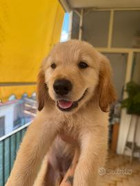 Golden retriver