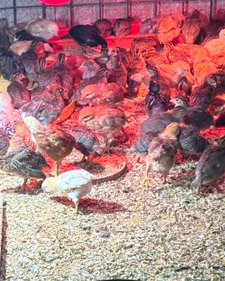 Galline