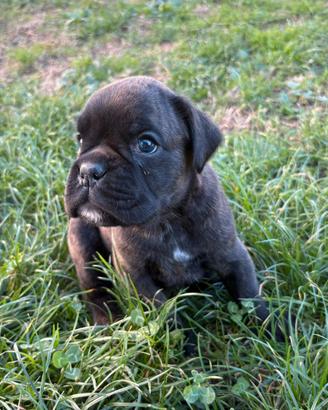 Boxer cuccioli