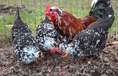 Gallina della ritirata