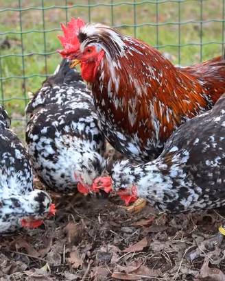 Gallina della ritirata