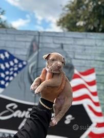 Cucciolo pitbull silver