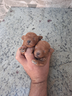 barboncini-toy-mini-red-brown-p-r-e-n-o-t-a