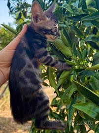 Gatto Bengala