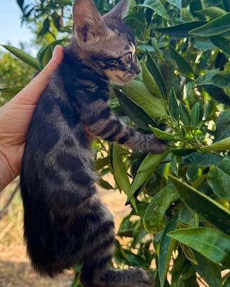 Gatto Bengala