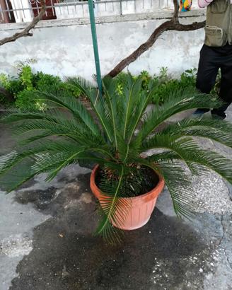 Piante Cicas 