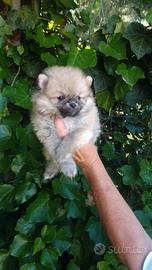 Disponibili cuccioli di Spitz Tedesco nano