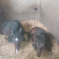 lettiera per animali