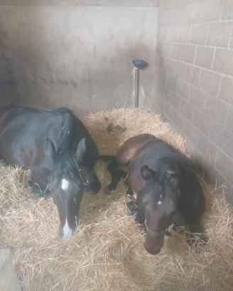 lettiera per animali