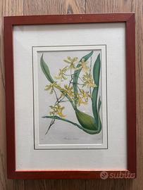 Stampe antiche dell’800